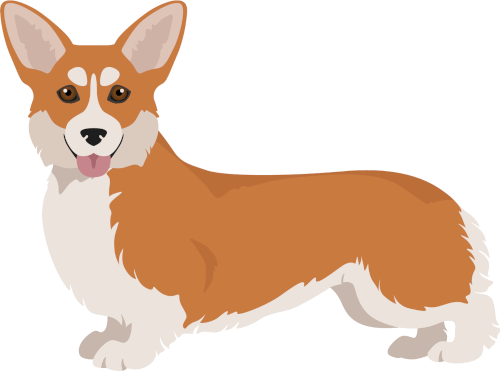 corgi
